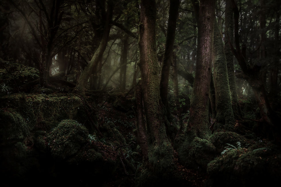 Puzzlewood_edited