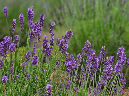 Relaxing in the Lavender Fields at One-Derings