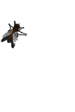 Fliege