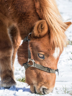 Affronter le froid : côté cheval