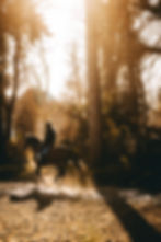 cours-équitation-proche-fontainebleau
