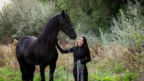 Acheter un cheval cryptorchide... et le faire castrer 
