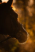 pension-chevaux-sud-77