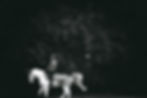 coaching-dressage-fontainebleau