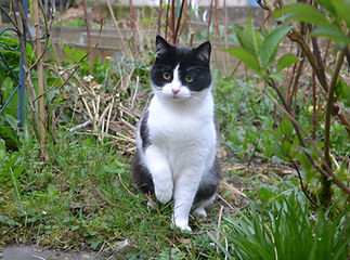 Chat dans le jardin