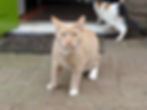 Jelle