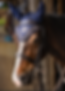 Horseware.png