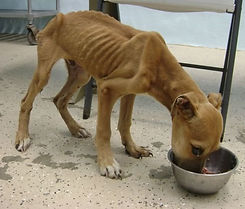 skinny dog.JPG