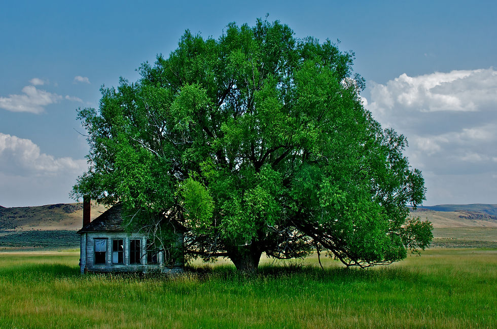 The Dangers of Trees Growing Too Close to Homes and Businesses