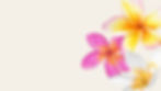 Plumeria Flower Pua Desktop Wallpaper.jpeg