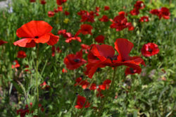 obaachan's garden CU poppies.JPG