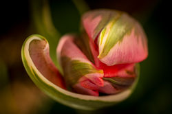 2021 - Tulip in Bloom Abstract