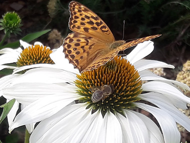 Sonnenhut Insekten.jpg
