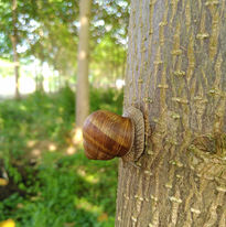 Eine Weinbergschnecke an einem Baumstamm