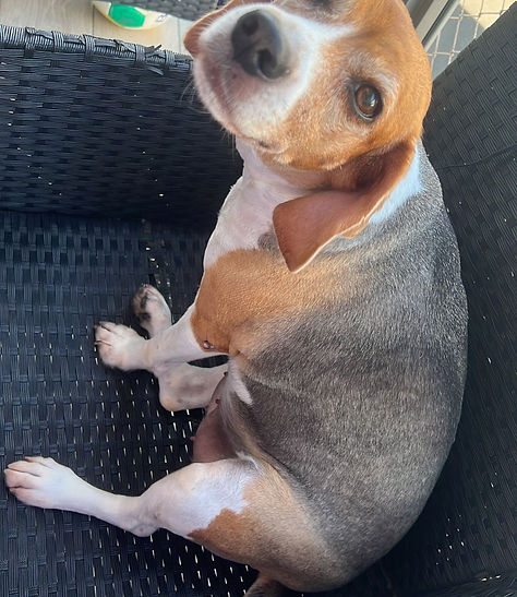 Perro