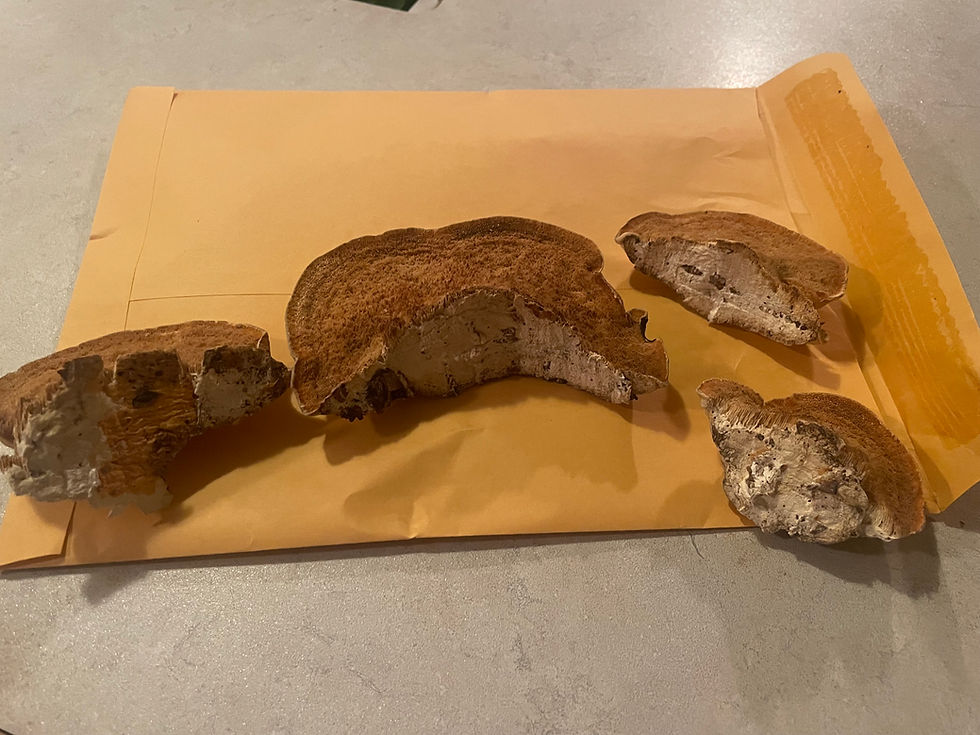 Thumbnail: Diamond Willow Fungus — 25g Hand Foraged in Northern BC in Northern Canada