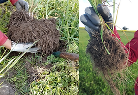 soil str.png