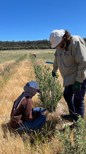 Anggi UWA Farm Saltbush 2.jpeg