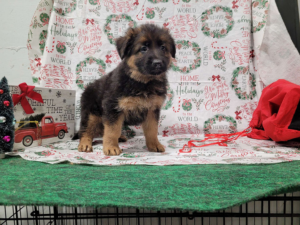 Thumbnail: German Shepherd Dog Puppies Championship Bloodlines