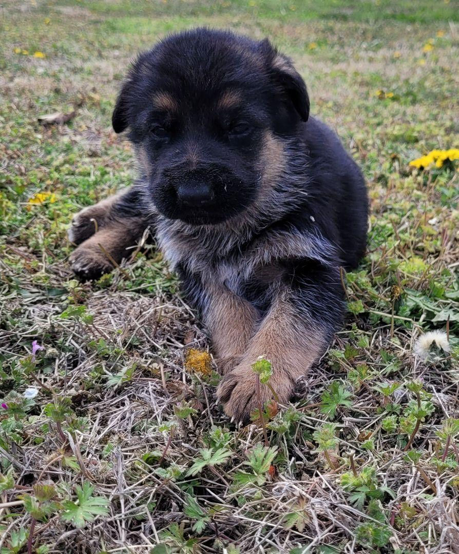 Thumbnail: German Shepherd Dog Puppies Championship Bloodlines
