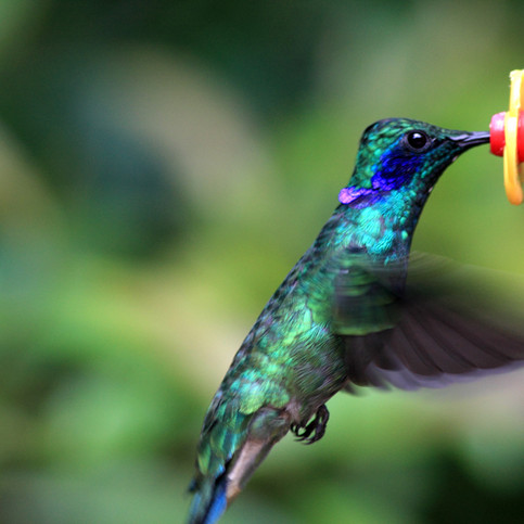 We're Hummingbird fans!