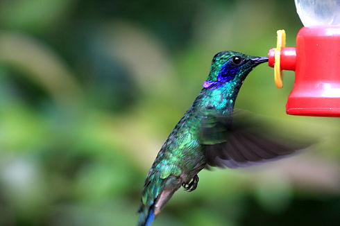Green Hummingbird