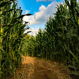 CORN-9.jpg