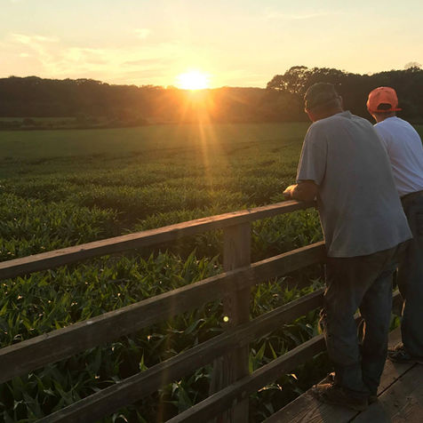 Preston Farms Corn Maze in Preston, Connecticut