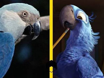 Se extingue el guacamayo azul de Brasil