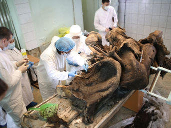 Rusia creará un centro para revivir a especies extintas