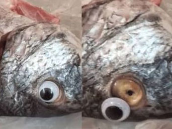 Vendían pescados con ojos de plástico en Kuwait