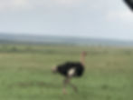 IMG_8929.jpeg