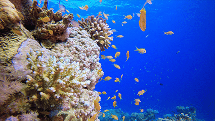 kleines aquarium.gif