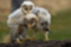 DSC_0035A.jpg