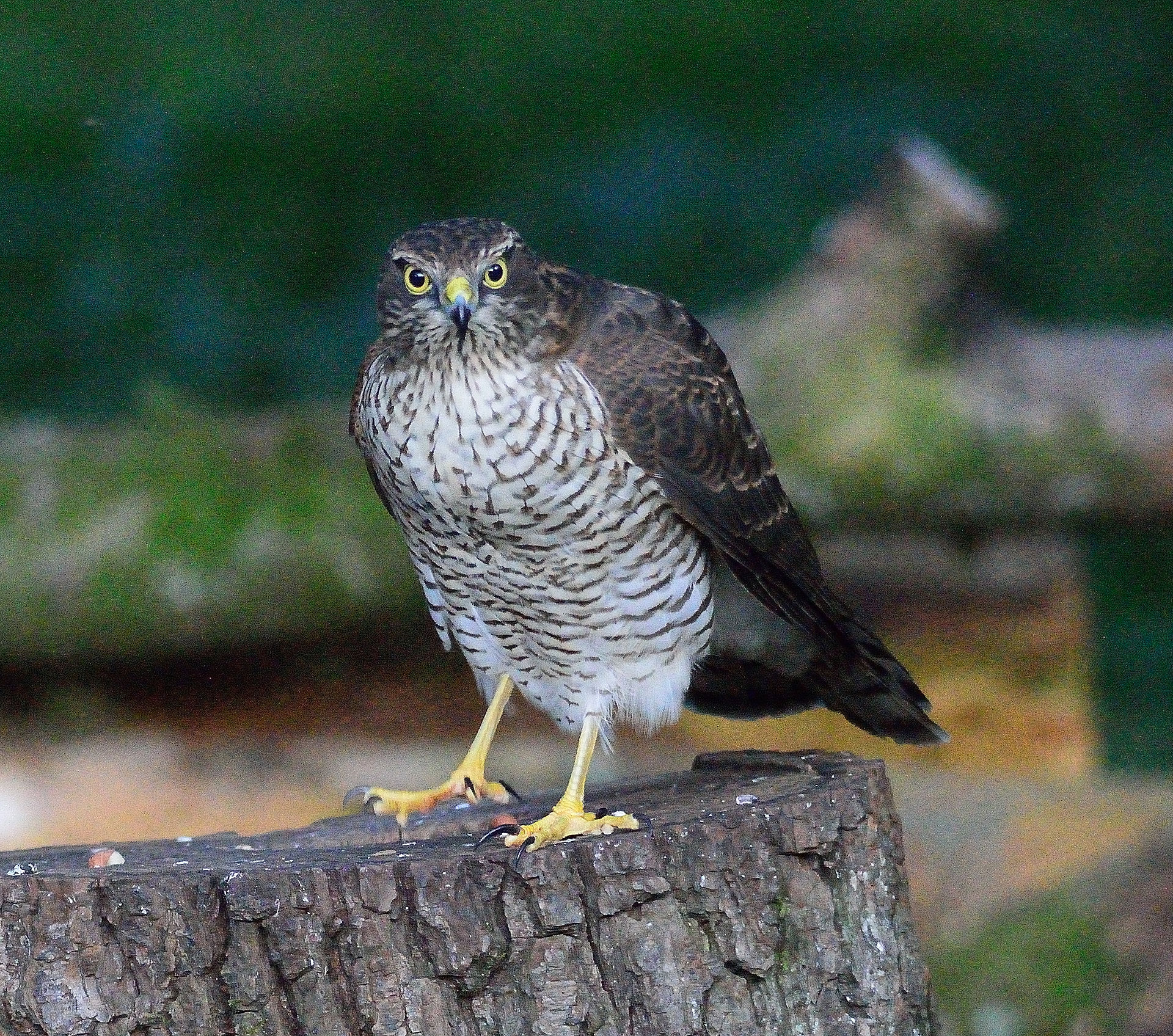 Sparrowhawk (m)