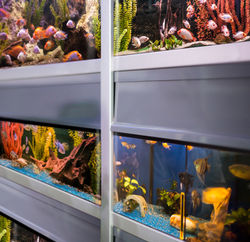 Great for Fish Tanks