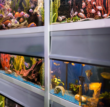 Fish Store