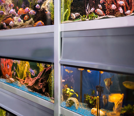 Pescadería
