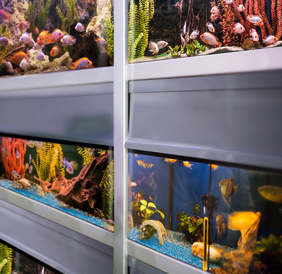 Fish Store