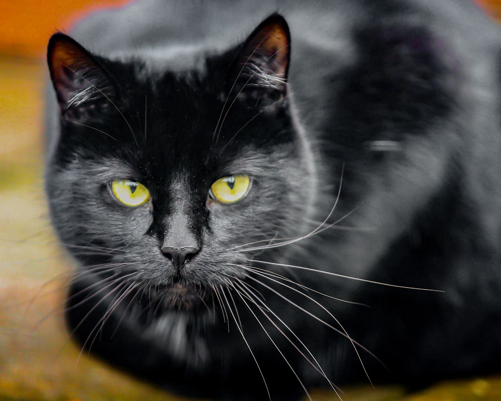 Betty & Friends Sponsorship (£10 a month)