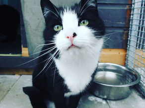 BEAUTIFUL BERNIE NEEDS YOUR HELP!