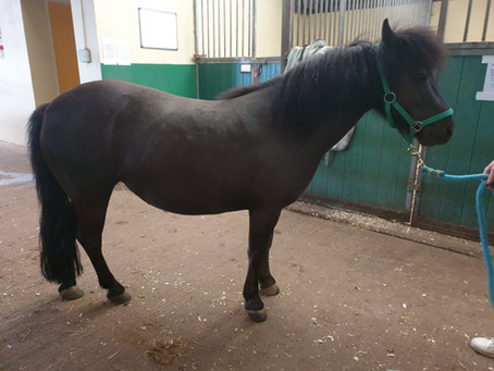 Rehome Me! Olive