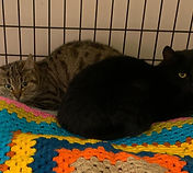 Amber & Luna