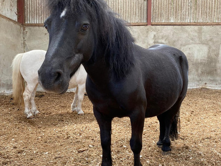 Rehome Me! Tilly