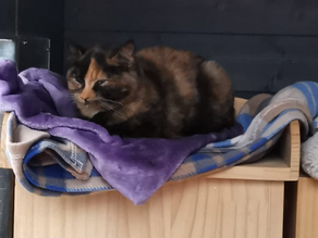 FEED STORES ARE LOW!