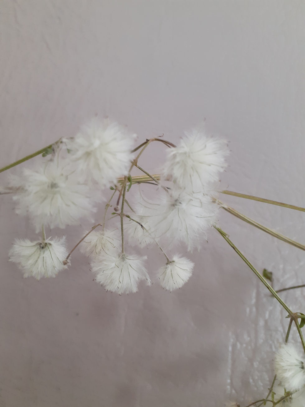 Thumbnail: Bouquets fleurs séchées