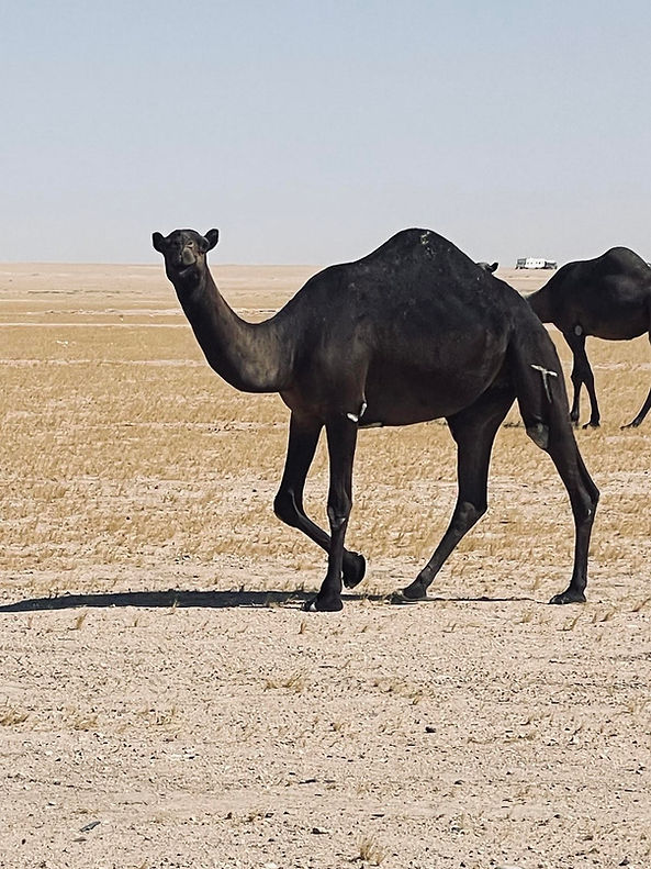 camel.jpg