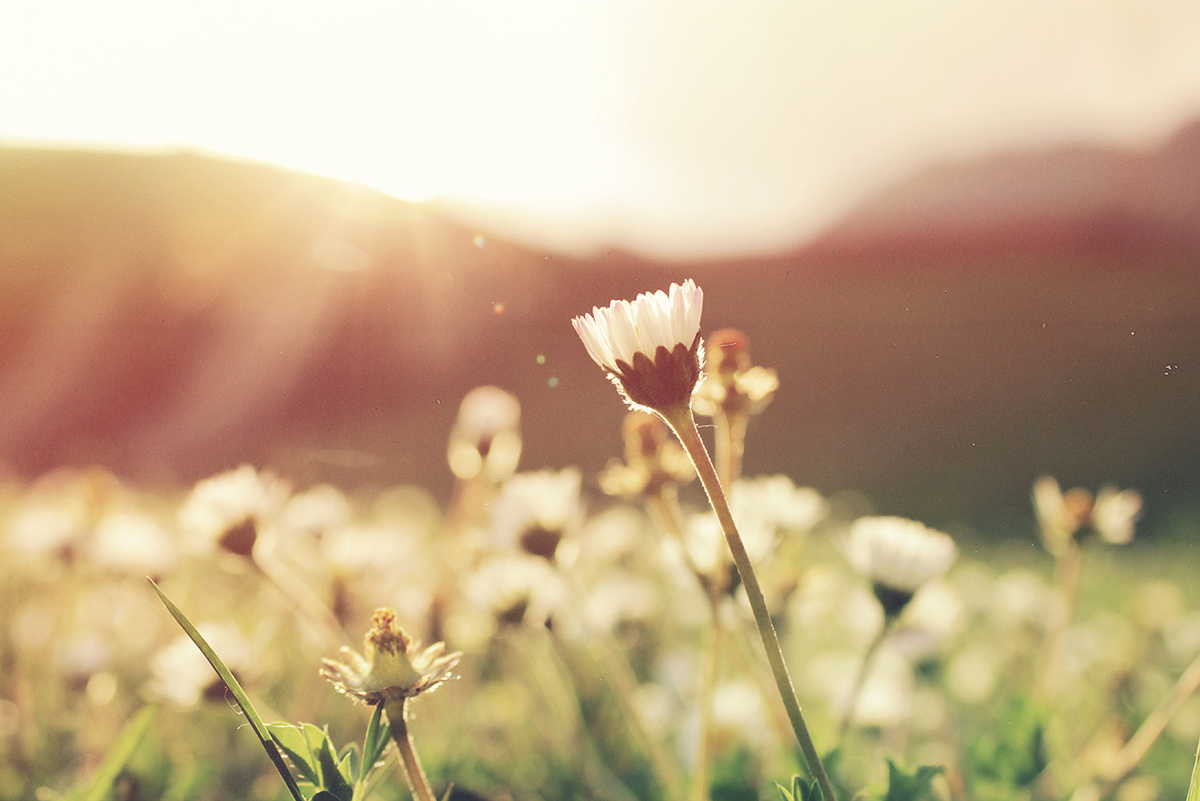 changements-printemps-saison.webp