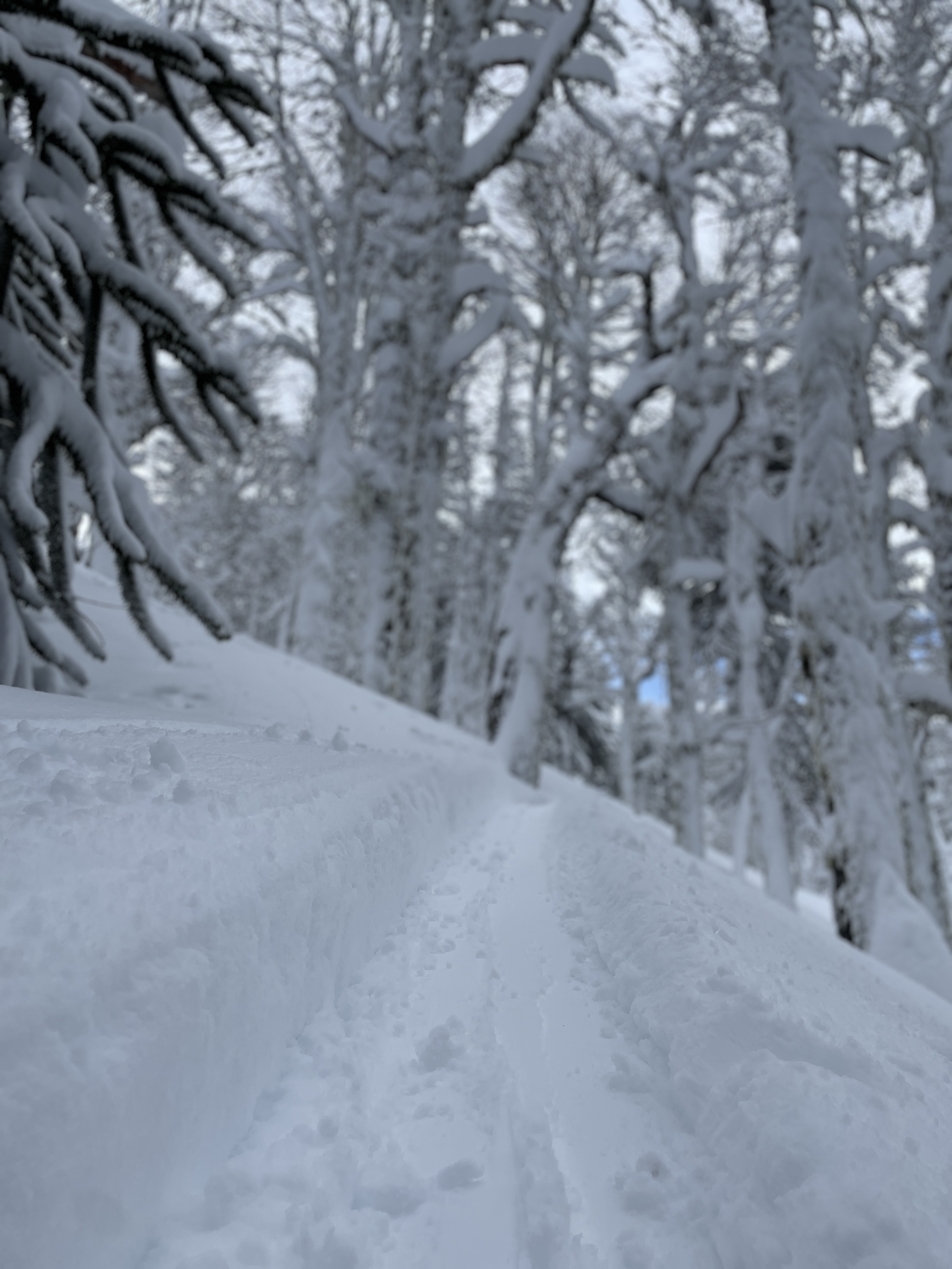 Writer: Schralp Powderson