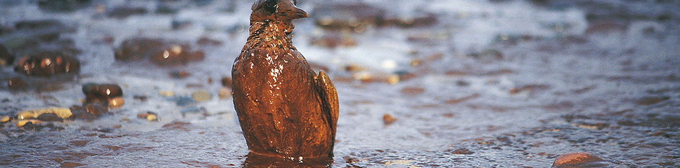 Vogel Covered in Öl